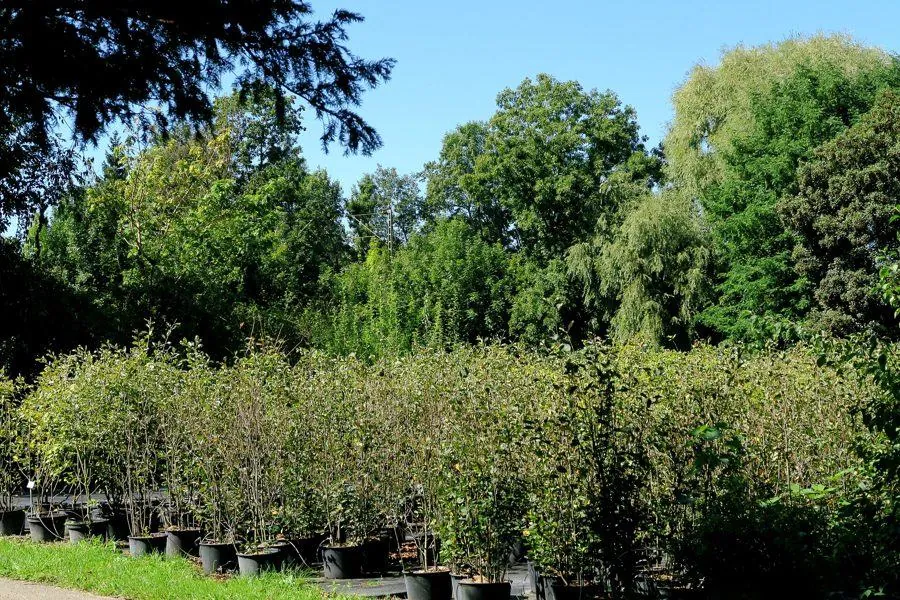 Arbres et arbustes